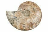 8.2" Agatized, Cut & Polished Ammonite Fossil - Madagasar - #191368-4